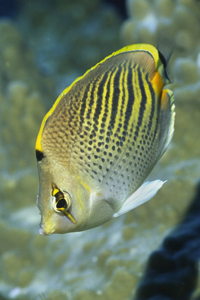 Detail of Dot & Dash Butterflyfish by Anonymous