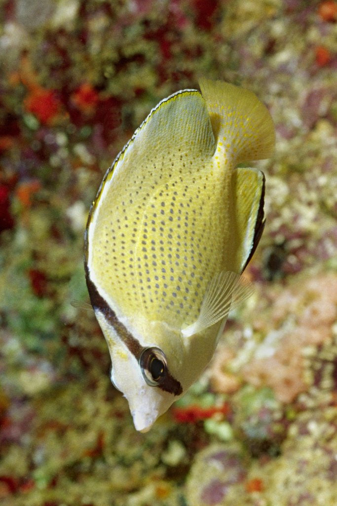 Detail of Speckled Butterflyfish by Corbis