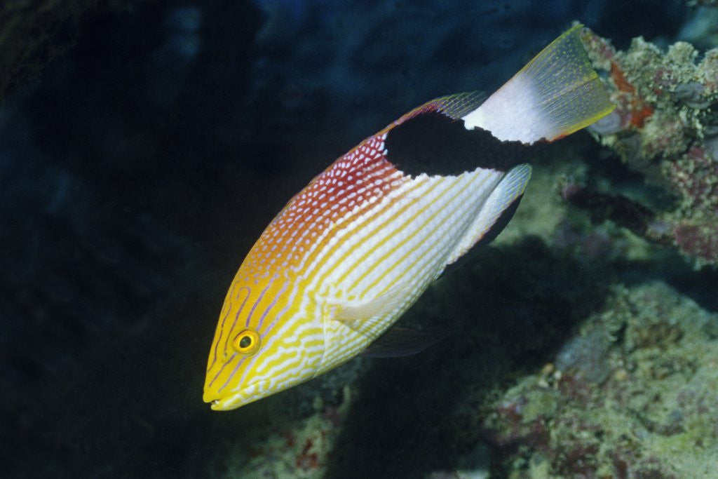 Detail of Blackfin Hogfish by Anonymous
