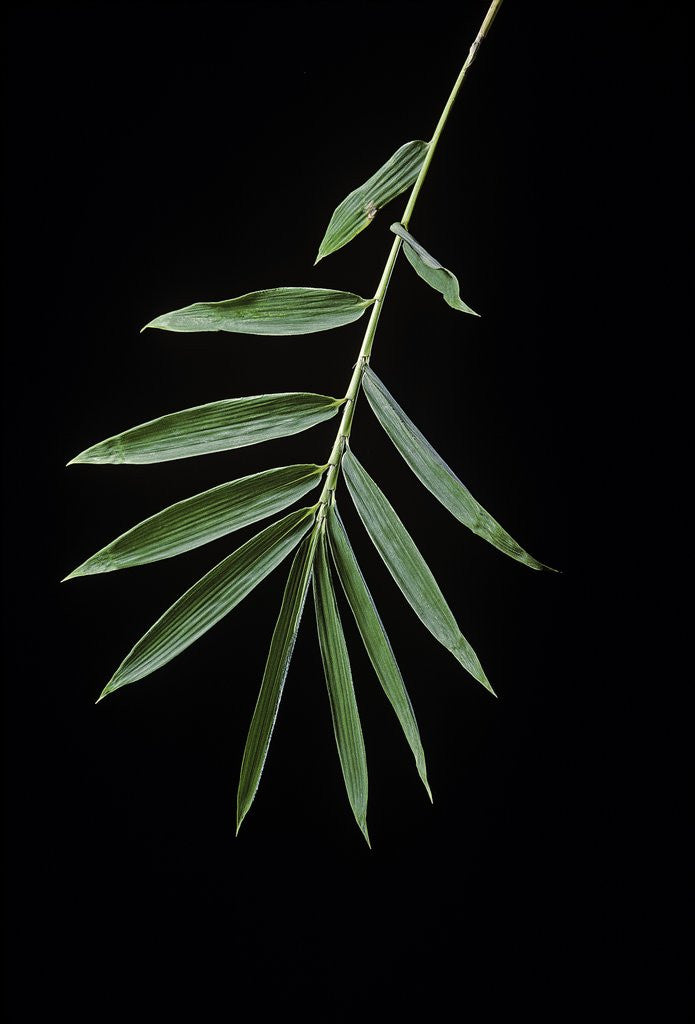 Detail of Arundinaria sp. (bamboo) - leaf by Anonymous