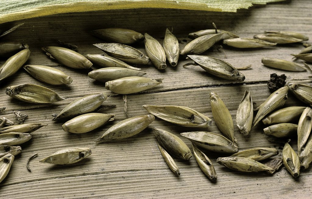 Detail of Bambusa arundinacea (bamboo) - seeds by Anonymous