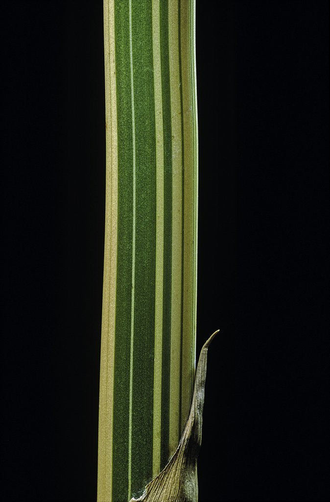 Detail of Bambusa multiplex 'Alphonse Karr' (bamboo) - shoot by Anonymous