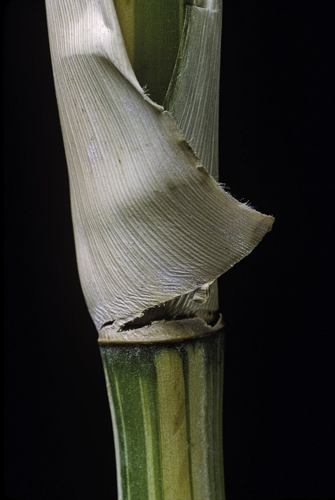 Detail of Bambusa multiplex 'Alphonse Karr' (bamboo) - shoot by Corbis