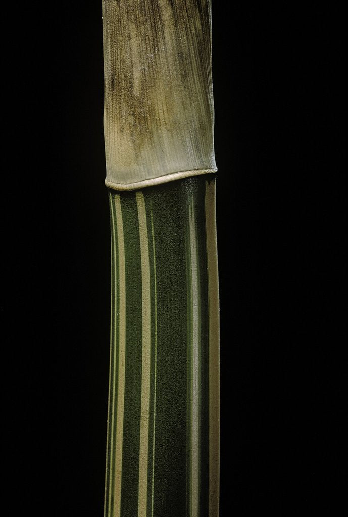 Detail of Bambusa multiplex 'Alphonse Karr' (bamboo) - shoot by Anonymous