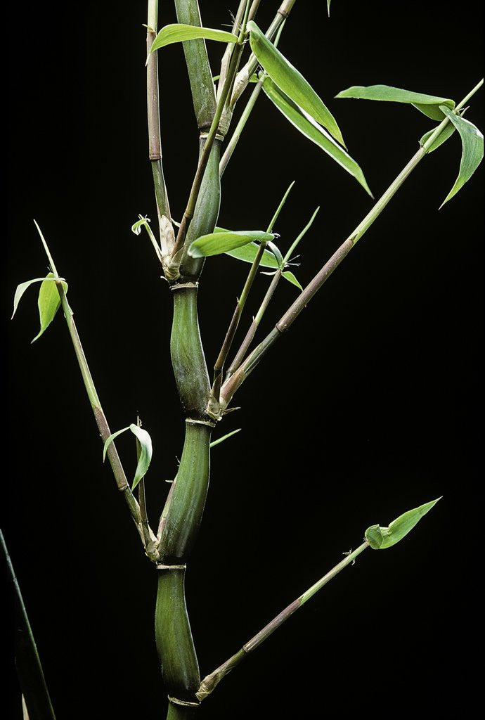 Detail of Bambusa ventricosa (Buddha's-belly bamboo) by Anonymous