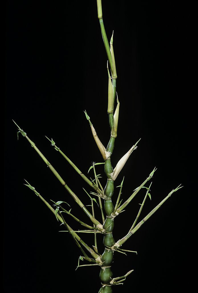 Detail of Bambusa ventricosa (Buddha's-belly bamboo) - young culm by Anonymous