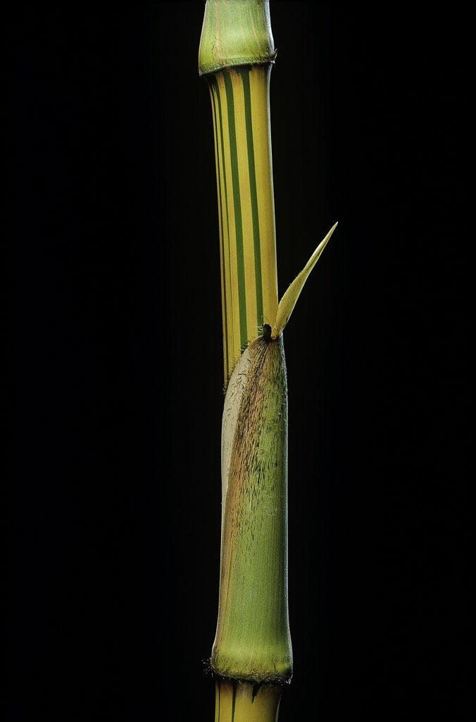 Detail of Bambusa vulgaris 'Vittata' (painted bamboo) by Anonymous