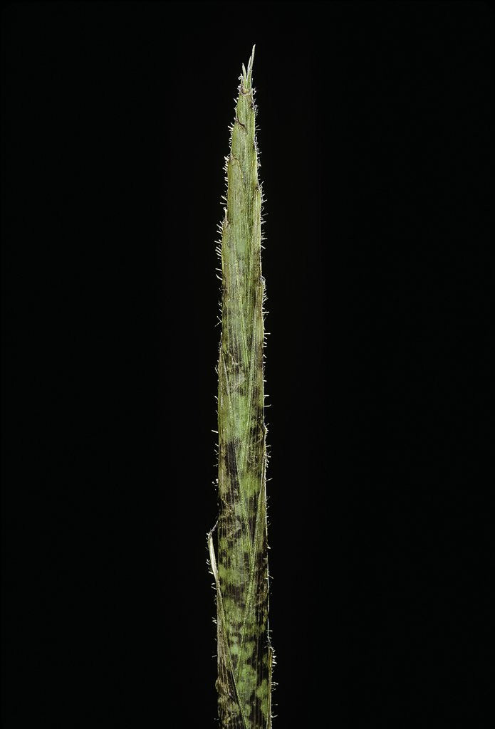 Detail of Chimonobambusa marmorea (marble bamboo) - shoot by Corbis