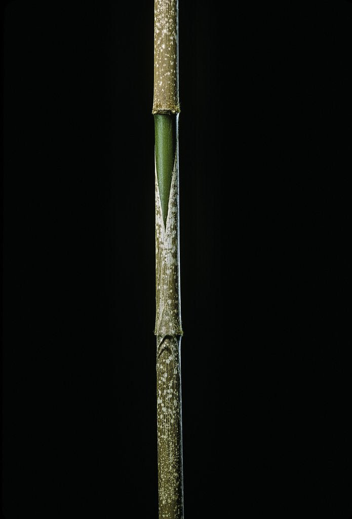 Detail of Chimonobambusa marmorea (marble bamboo) - young culm by Anonymous