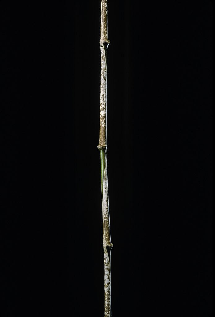 Detail of Chimonobambusa marmorea (marble bamboo) by Anonymous