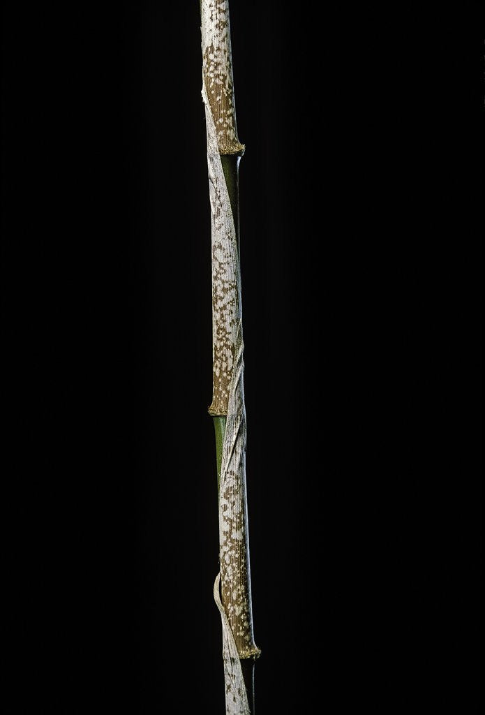 Detail of Chimonobambusa marmorea (marble bamboo) - young culm by Anonymous