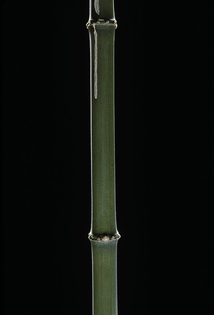 Detail of Chimonobambusa quadrangularis (square bamboo) by Anonymous