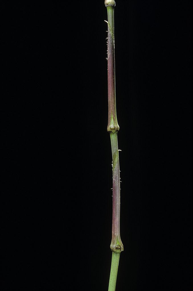 Detail of Chimonobambusa tumidissinoda (walking stick bamboo) by Anonymous