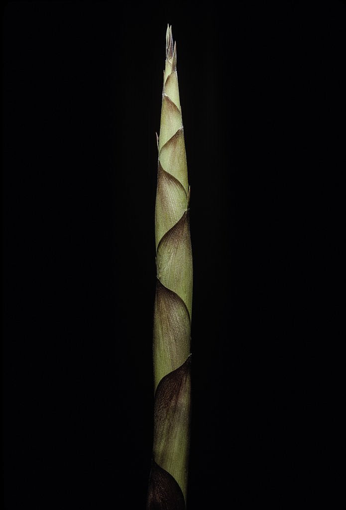 Detail of Chusquea breviglumis (bamboo) - shoot by Anonymous