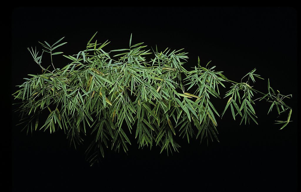 Detail of Chusquea coronalis (mexican climbing bamboo) by Anonymous