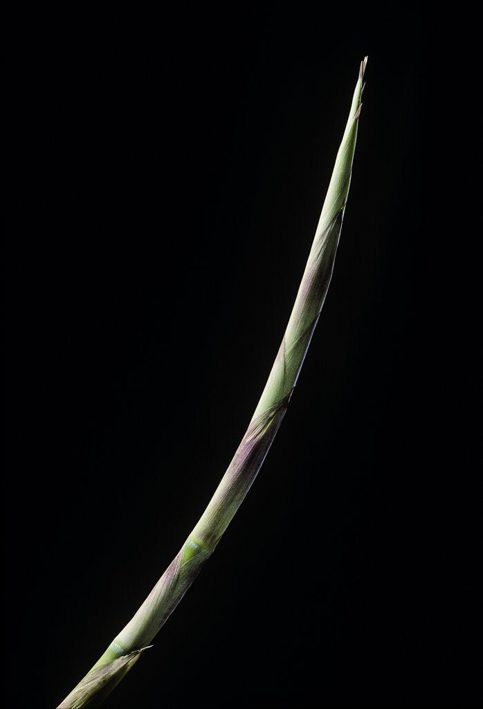 Detail of Chusquea culeou (Chilean bamboo) - shoot by Anonymous