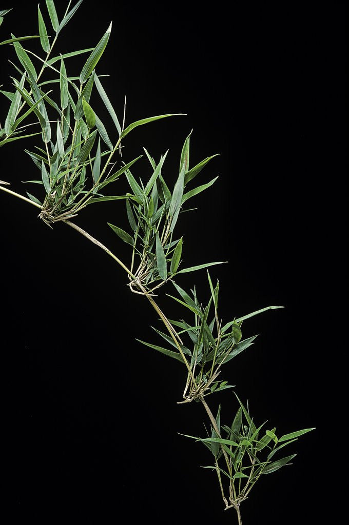 Detail of Chusquea quila (bamboo) by Anonymous