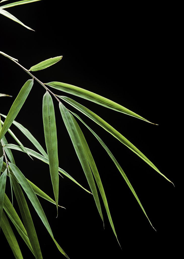 Detail of Drepanostachyum falcatum (Slender bamboo) - leaf by Anonymous