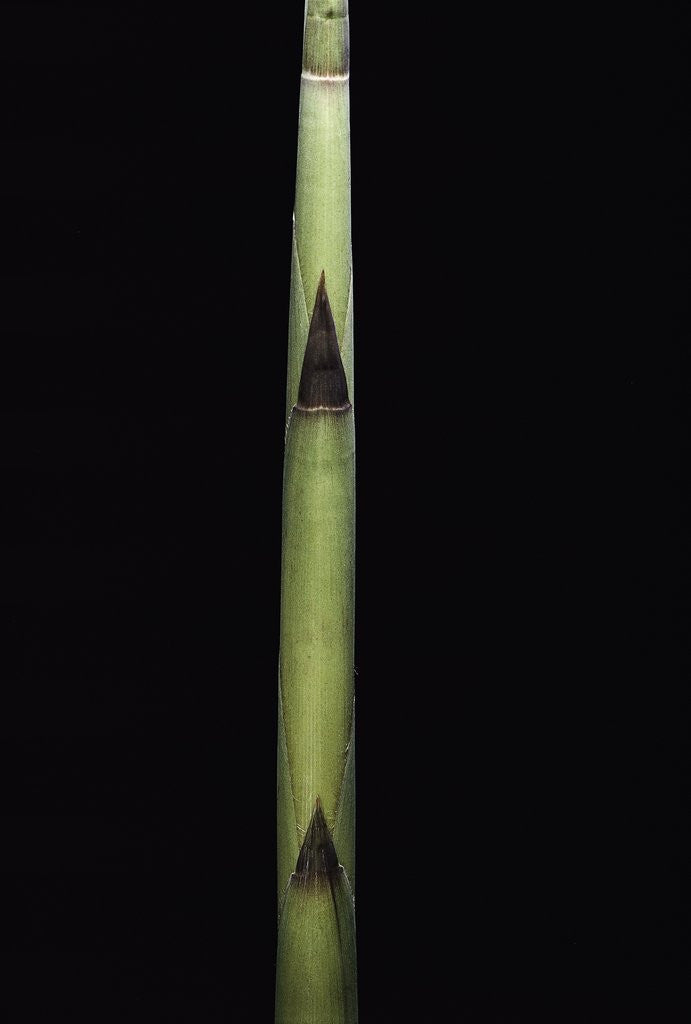 Detail of Fargesia utilis (bamboo) - shoot by Anonymous