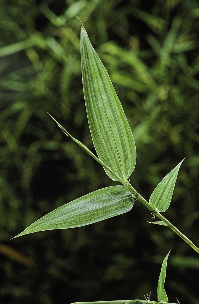 Detail of Bamboo leaf by Anonymous