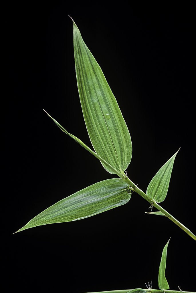 Detail of Bamboo leaf by Anonymous