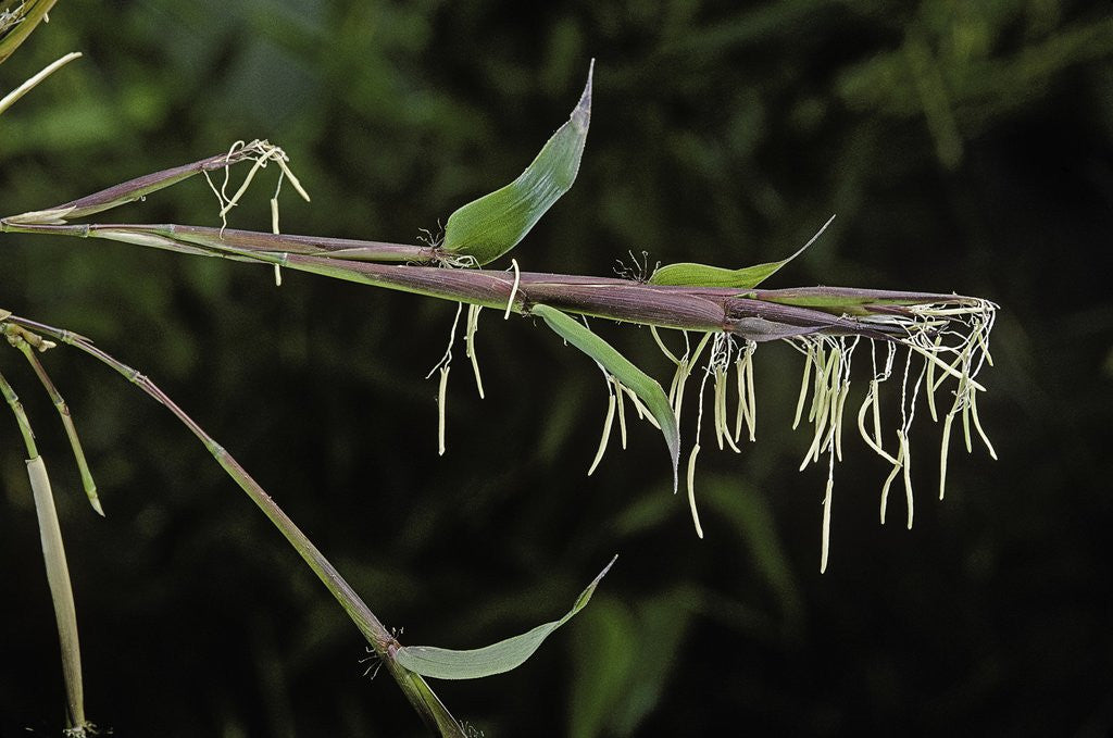 Detail of Bamboo flower by Anonymous