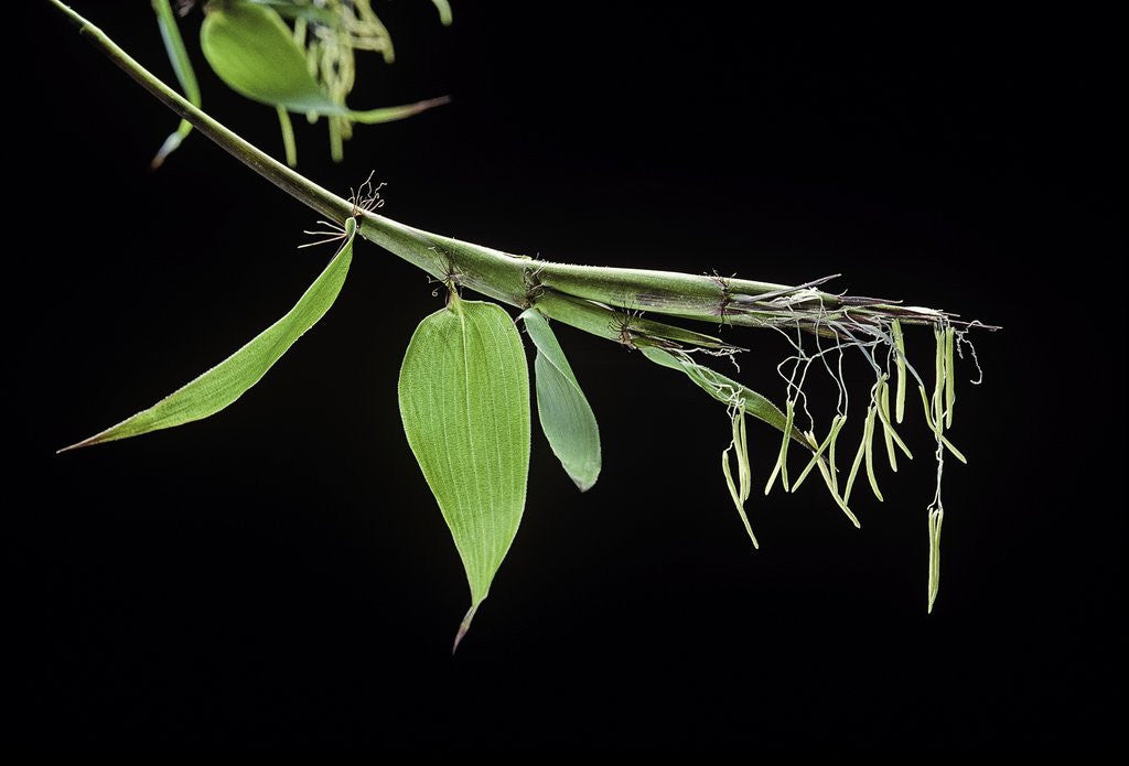 Detail of Bamboo flower by Anonymous