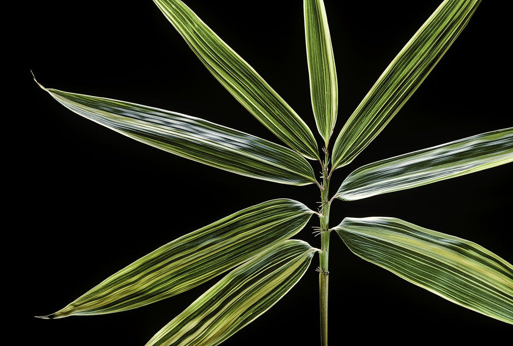 Detail of Hibanobambusa tranquillans 'Shiroshima' (Shiro-shima-inyÃinyouchikuzoku, bamboo) - leaf by Anonymous