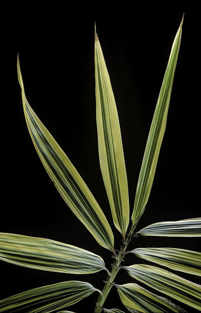 Detail of Hibanobambusa tranquillans 'Shiroshima' (Shiro-shima-inyÃinyouchikuzoku, bamboo) - leaf by Anonymous