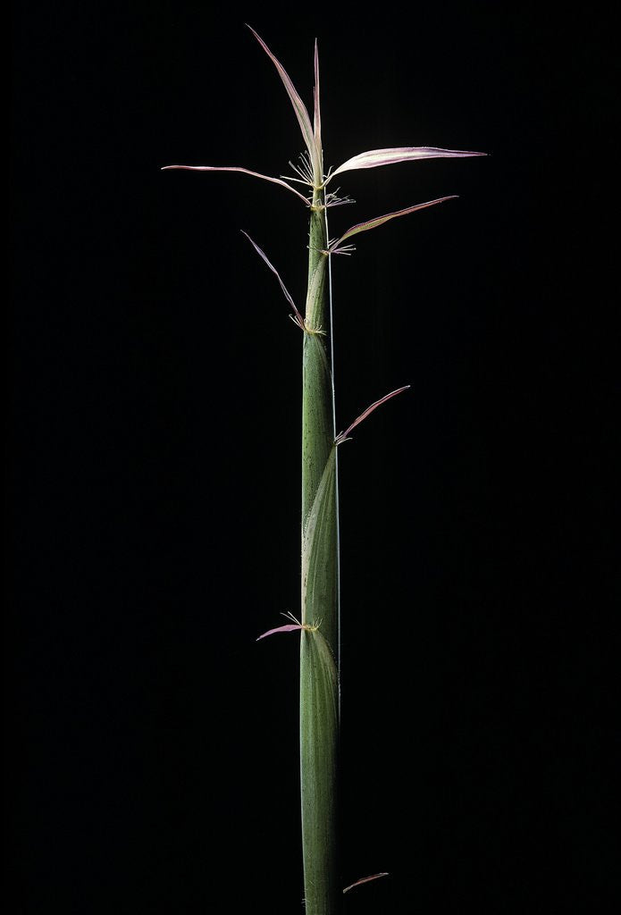 Detail of Hibanobambusa tranquillans 'Shiroshima' (Shiro-shima-inyÃinyouchikuzoku, bamboo) - shoot by Anonymous