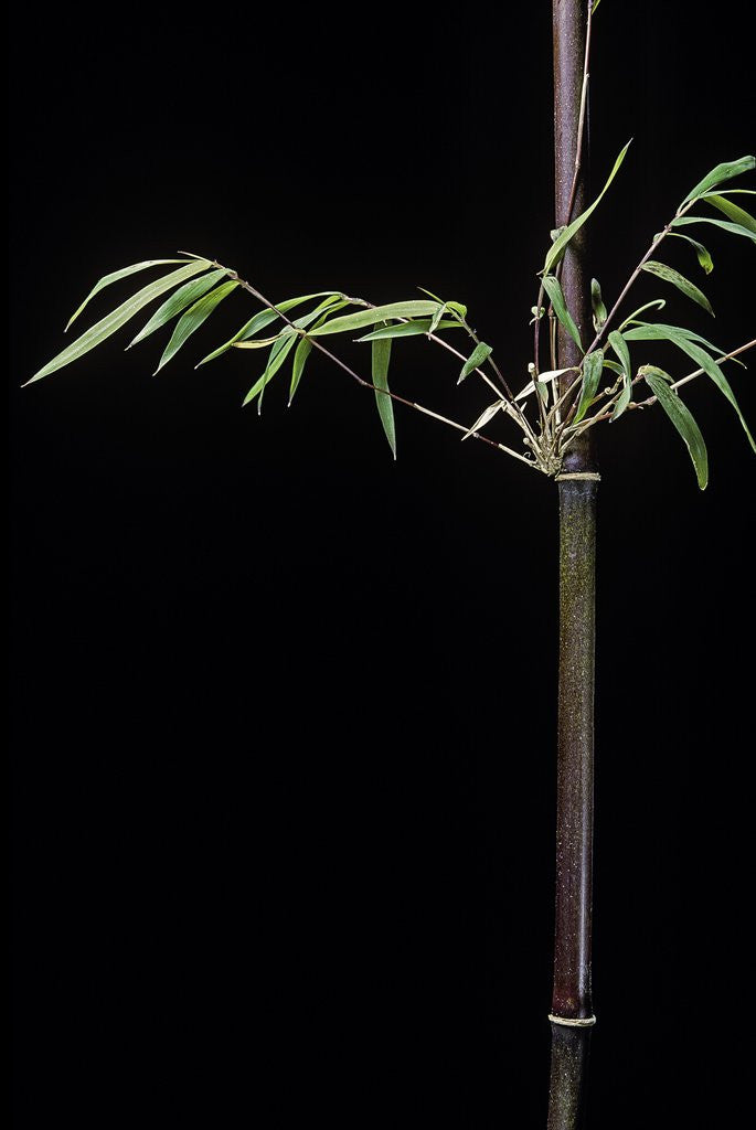 Detail of Hymalayocalamus sp. (bamboo) by Corbis