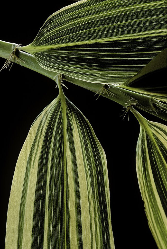 Detail of Hibanobambusa tranquillans 'Shiroshima' (Shiro-shima-inyÃinyouchikuzoku, bamboo) - leaf by Anonymous