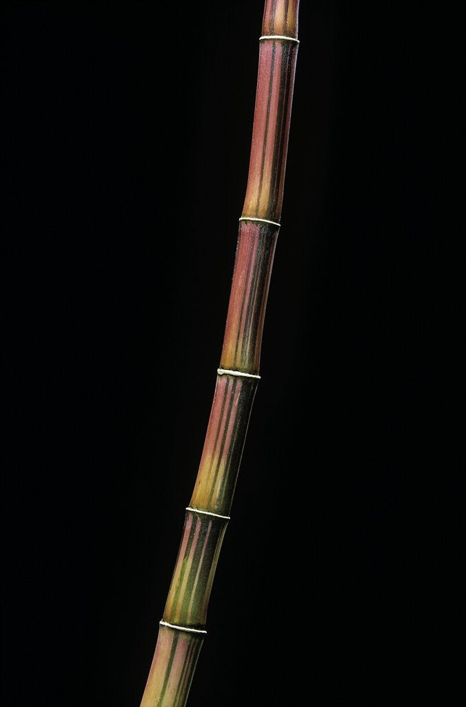 Detail of Himalayacalamus hookerianus 'Damarapa' (blue bamboo) by Anonymous