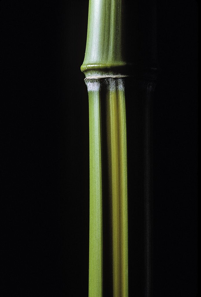 Detail of Phyllostachys arcana 'Luteosulcata' (bamboo) by Anonymous