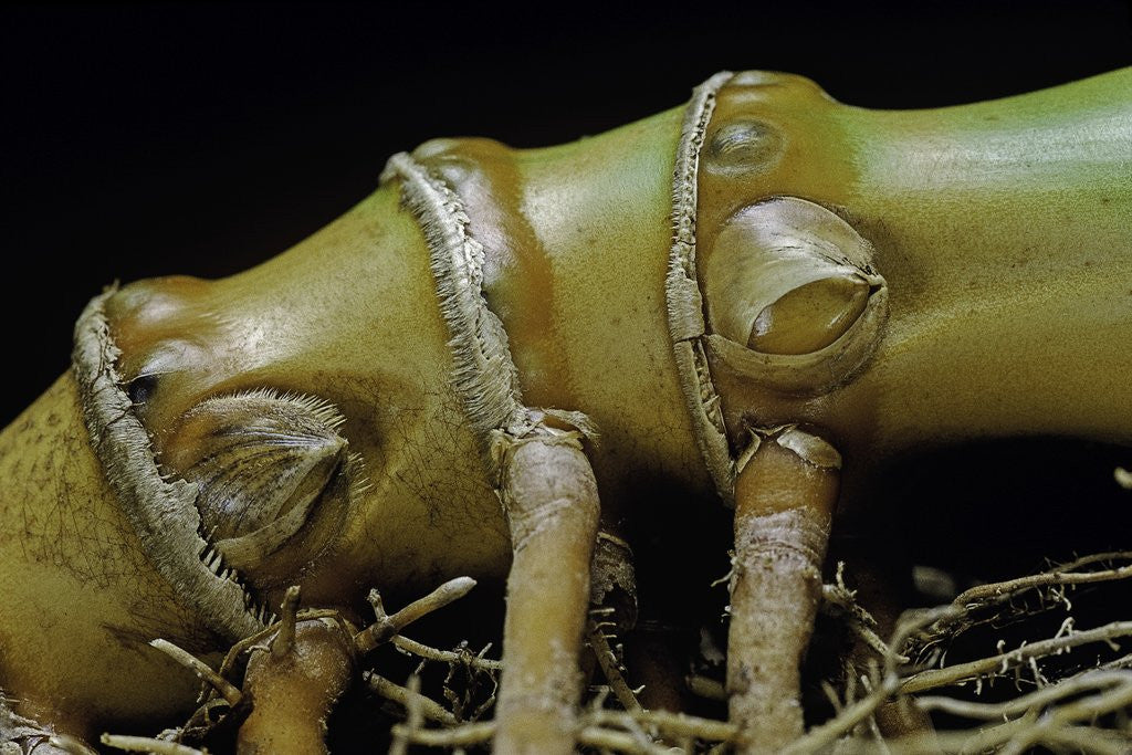 Detail of Phyllostachys aurea (golden bamboo, fish-pole bamboo) - rhizome bud by Anonymous