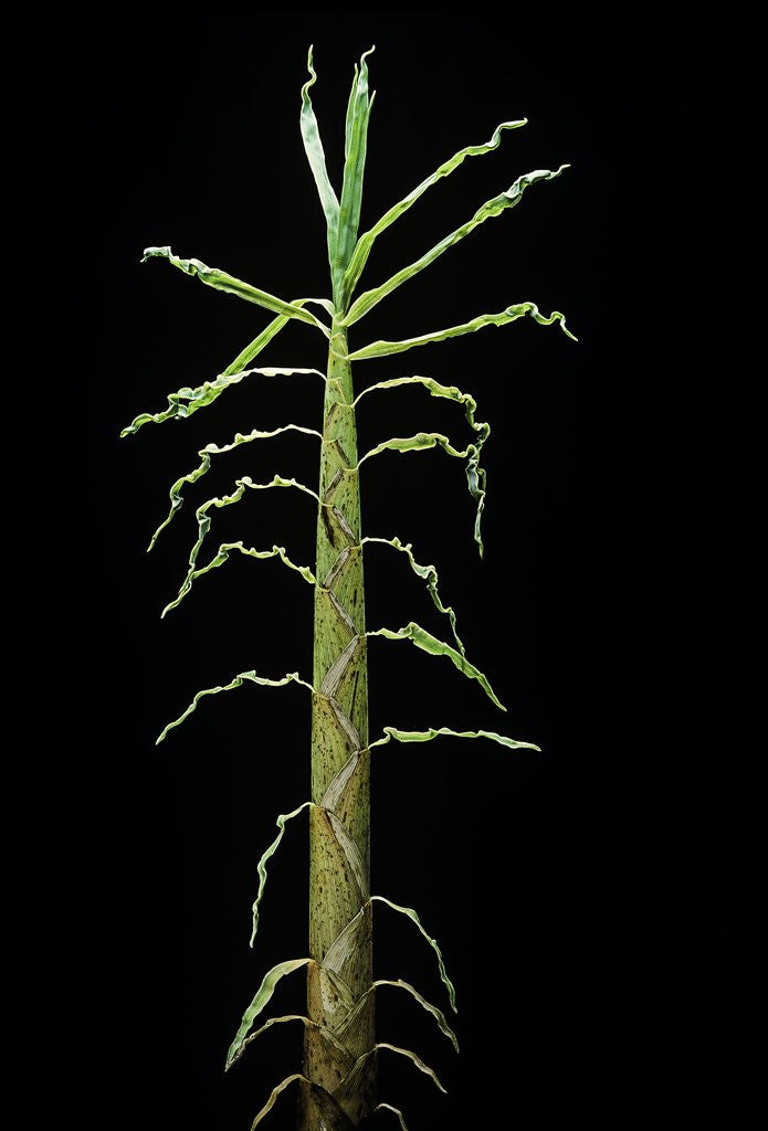 Detail of Phyllostachys aurea (golden bamboo, fish-pole bamboo) - shoot by Anonymous