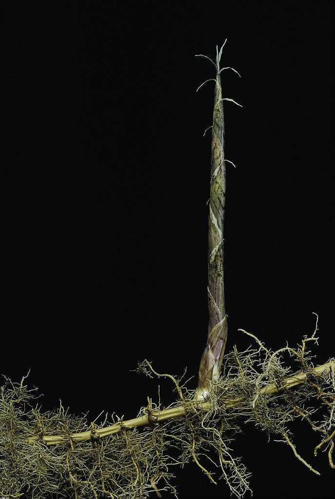 Detail of Phyllostachys aurea (golden bambou, fish-pole bamboo) - shoot on rhizome by Anonymous