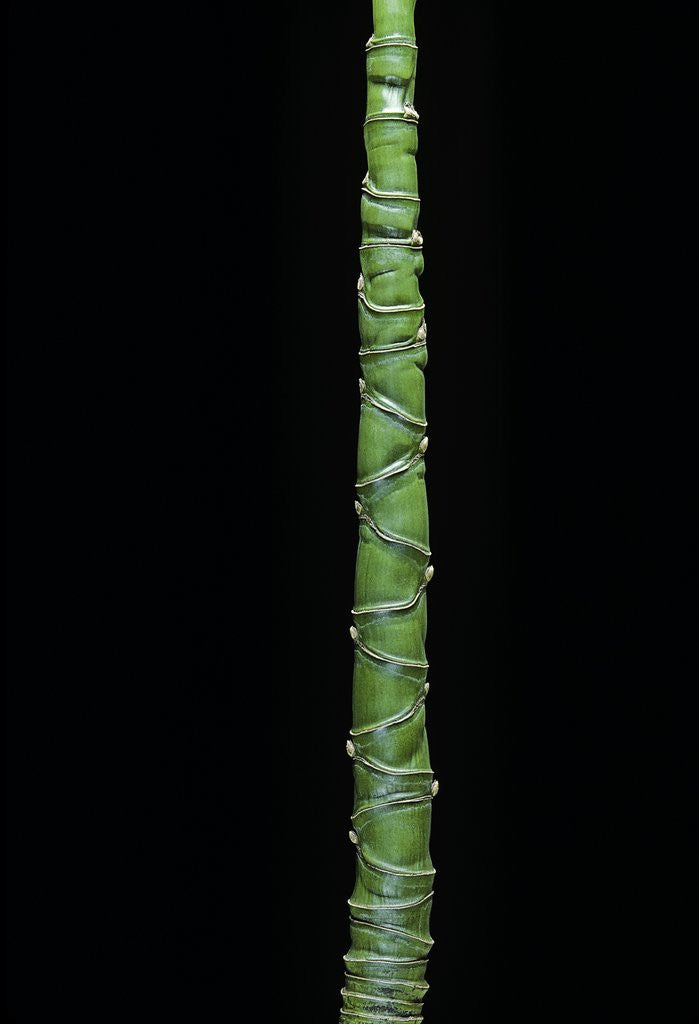 Detail of Phyllostachys aurea (golden bamboo, fish-pole bamboo) by Anonymous