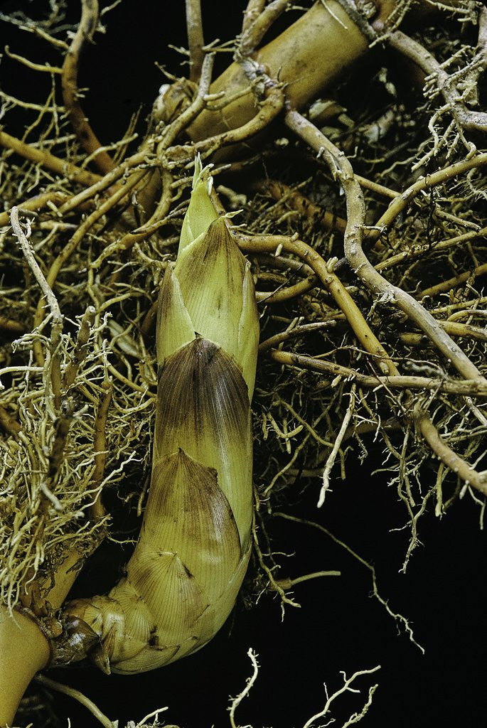 Detail of Phyllostachys aurea (golden bamboo, fish-pole bamboo) - rhizome bud by Anonymous