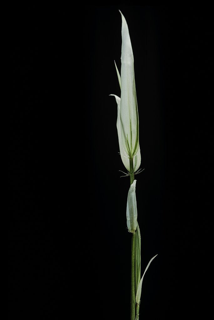 Detail of Phyllostachys aurea 'Albovariegata' (golden bamboo, fish-pole bamboo) by Anonymous