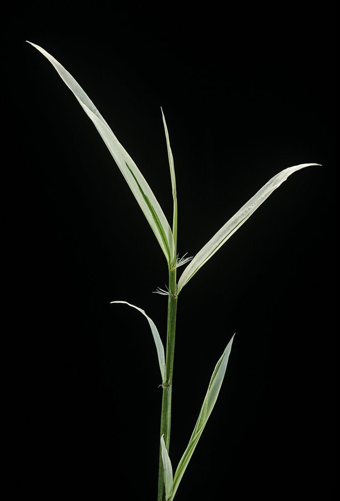 Detail of Phyllostachys aurea 'Albovariegata' (golden bamboo, fish-pole bamboo) by Anonymous