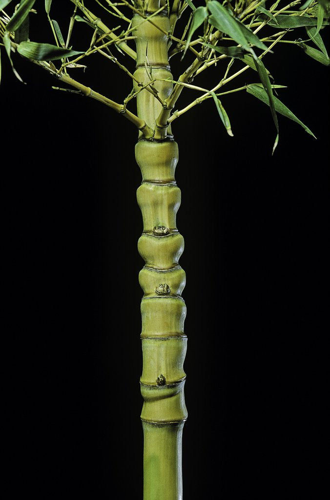 Detail of Phyllostachys aurea 'Holochrysa' (golden bamboo, fish-pole bamboo) by Anonymous