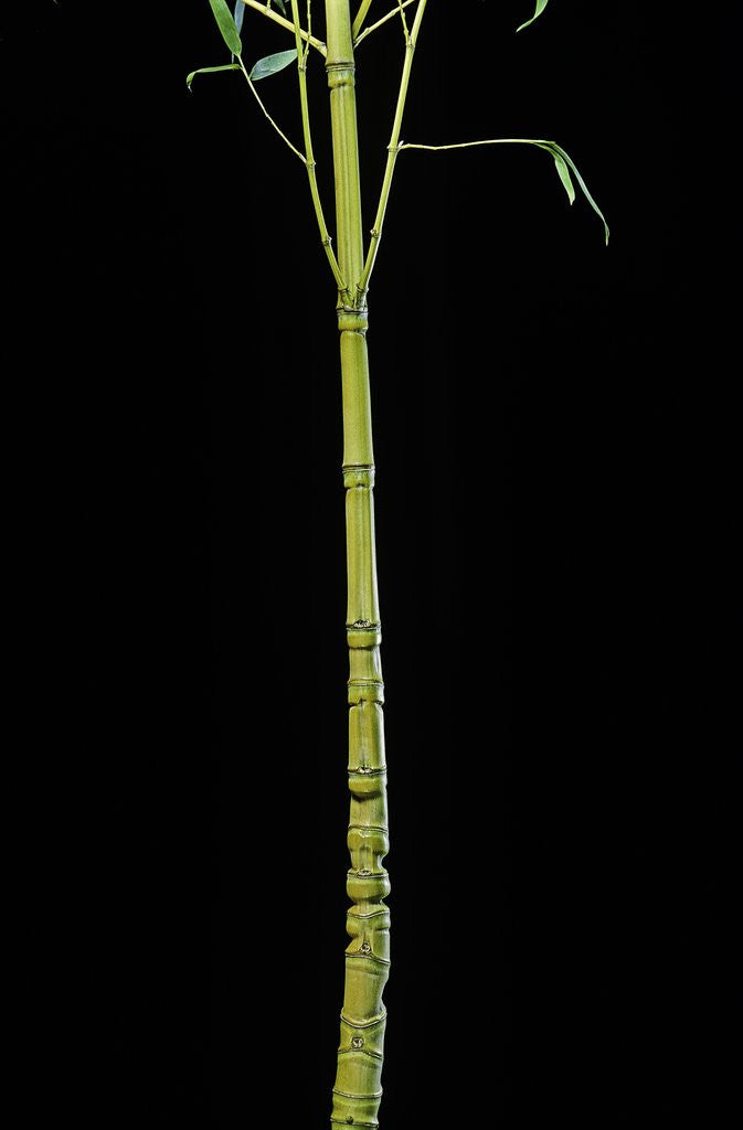 Detail of Phyllostachys aurea 'Holochrysa' (golden bamboo, fish-pole bamboo) by Anonymous