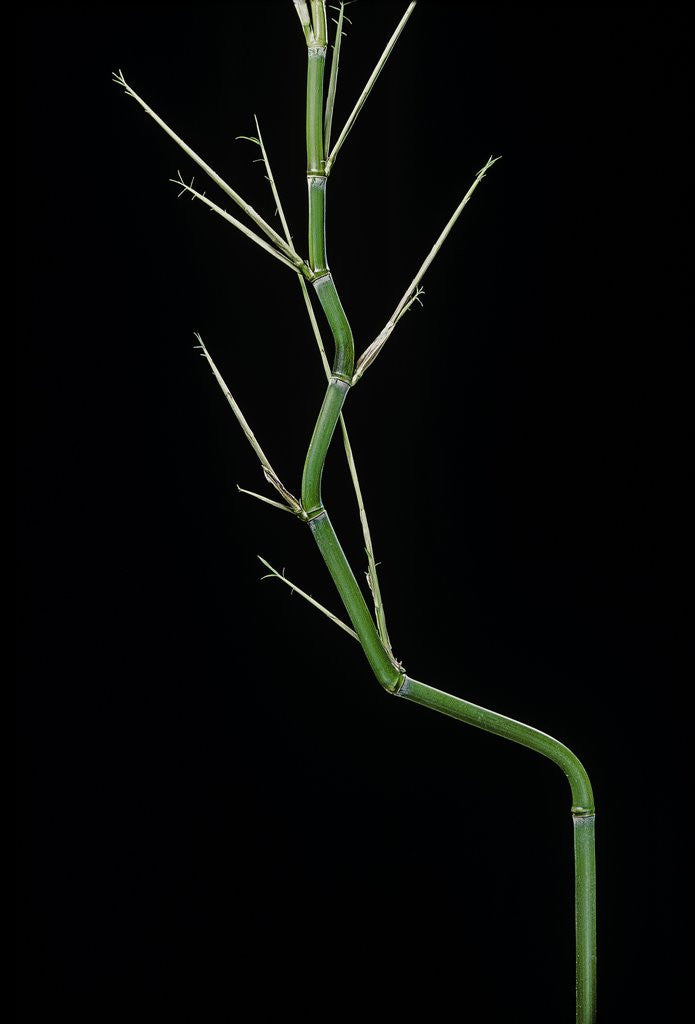 Detail of Phyllostachys aureosulcata (yellow groove bamboo) - young culm by Anonymous