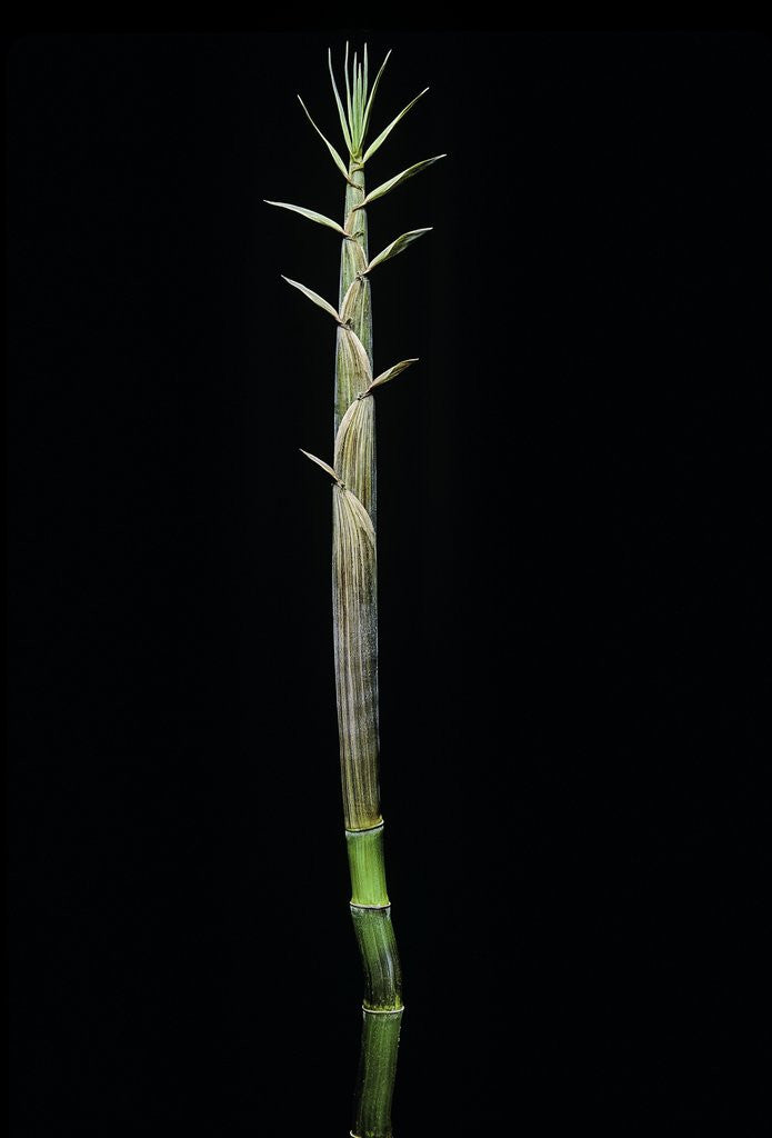 Detail of Phyllostachys aureosulcata (yellow groove bamboo) - shoot by Anonymous