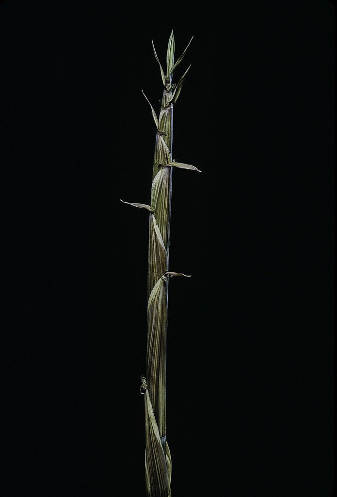 Detail of Phyllostachys aureosulcata (yellow groove bamboo) - shoot by Anonymous