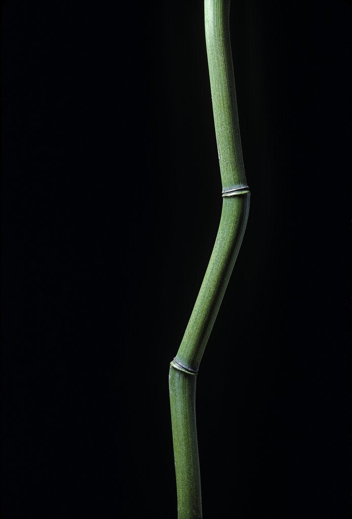 Detail of Phyllostachys aureosulcata (yellow groove bamboo) by Anonymous