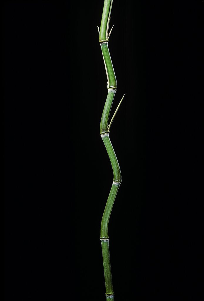 Detail of Phyllostachys aureosulcata (yellow groove bamboo) by Anonymous