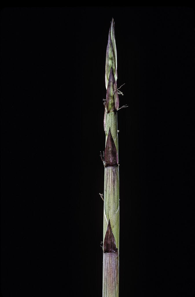 Detail of Phyllostachys aureosulcata 'Aureocaulis' (yellow groove bamboo) - shoot by Anonymous