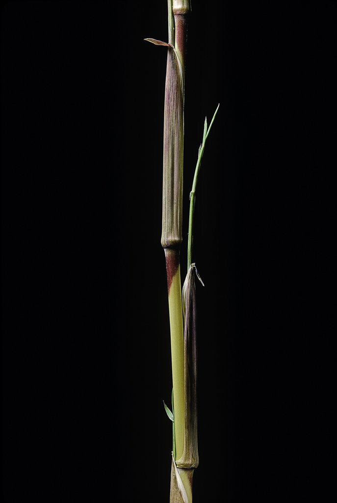 Detail of Phyllostachys aureosulcata 'Aureocaulis' (yellow groove bamboo) - shoot by Anonymous